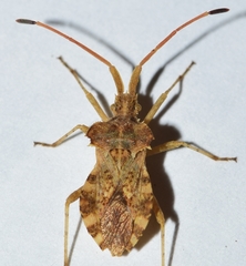 Centrocoris spiniger