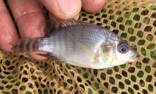Oreochromis niloticus