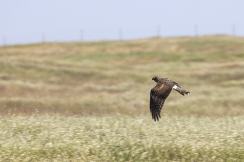 iNaturalist observation photo of Northern Harrier
