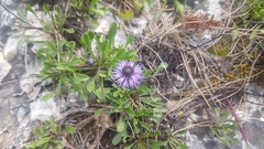 Globularia cordifolia