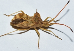 Centrocoris spiniger
