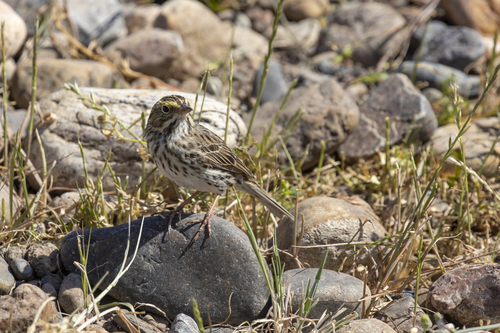 iNaturalist observation photo of Savannah Sparrow