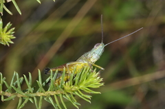 Staurorhectus longicornis