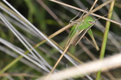 Staurorhectus longicornis