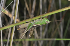 Staurorhectus longicornis