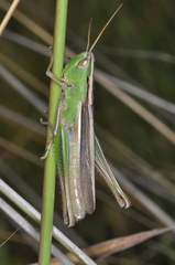 Staurorhectus longicornis