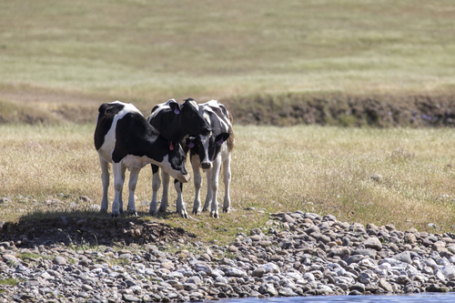 iNaturalist observation photo of Domestic Cattle