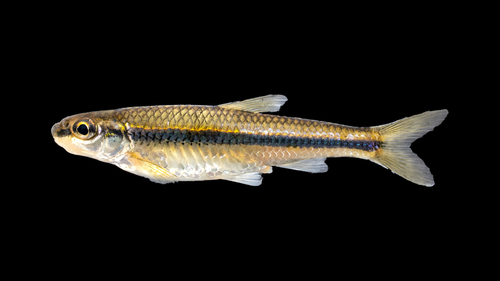 Bigeye chub (Hybopsis amblops) — Cyprinidae
