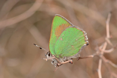 Callophrys dumetorum dumetorum