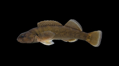 Etheostoma camurum