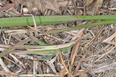Allotruxalis gracilis