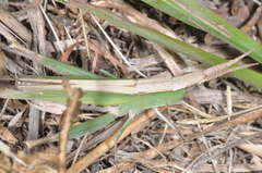 Allotruxalis gracilis