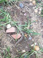 Erythrolamprus melanotus