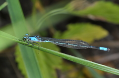 Oxyagrion ablutum