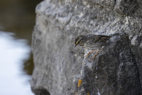 iNaturalist observation photo of Savannah Sparrow