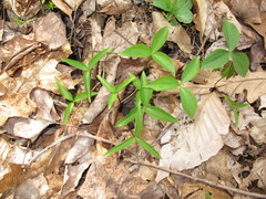 Trillium grandiflorum