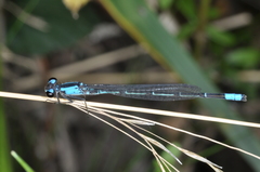 Oxyagrion ablutum
