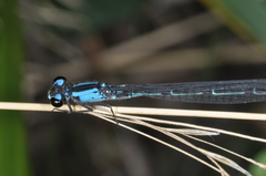 Oxyagrion ablutum