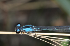 Oxyagrion ablutum