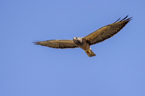 iNaturalist observation photo of Swainson's Hawk