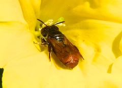 Ceratina eximia