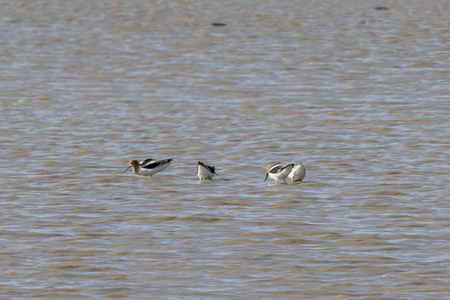 iNaturalist observation photo of American Avocet