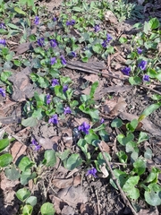 Viola odorata
