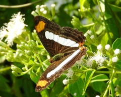 Adelpha iphicleola iphicleola