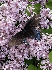 Papilio polyxenes