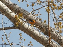Icterus bullockii × galbula