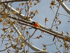 Icterus bullockii × galbula