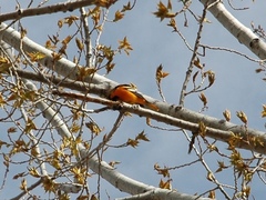 Icterus bullockii × galbula
