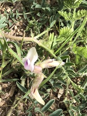 Astragalus crassicarpus