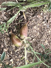 Astragalus crassicarpus