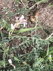 Astragalus crassicarpus