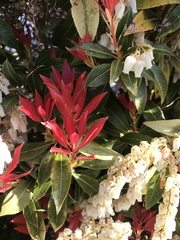 Pieris