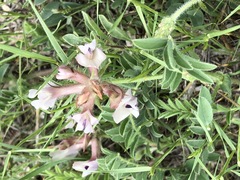 Astragalus crassicarpus