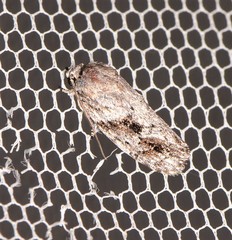 Agriophara confertella