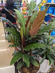 Goeppertia rufibarba