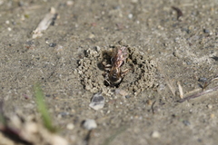 Andrena erythronii