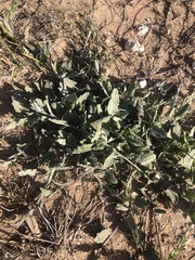 Convolvulus equitans