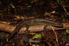 Colombian Lightbulb Lizard photo 2