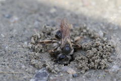 Andrena erythronii