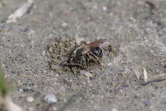 Andrena erythronii