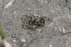 Andrena erythronii