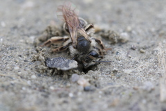 Andrena erythronii