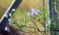 Solanum amygdalifolium