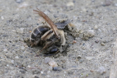 Andrena erythronii