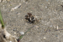 Andrena erythronii