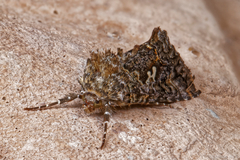 Syngrapha alias